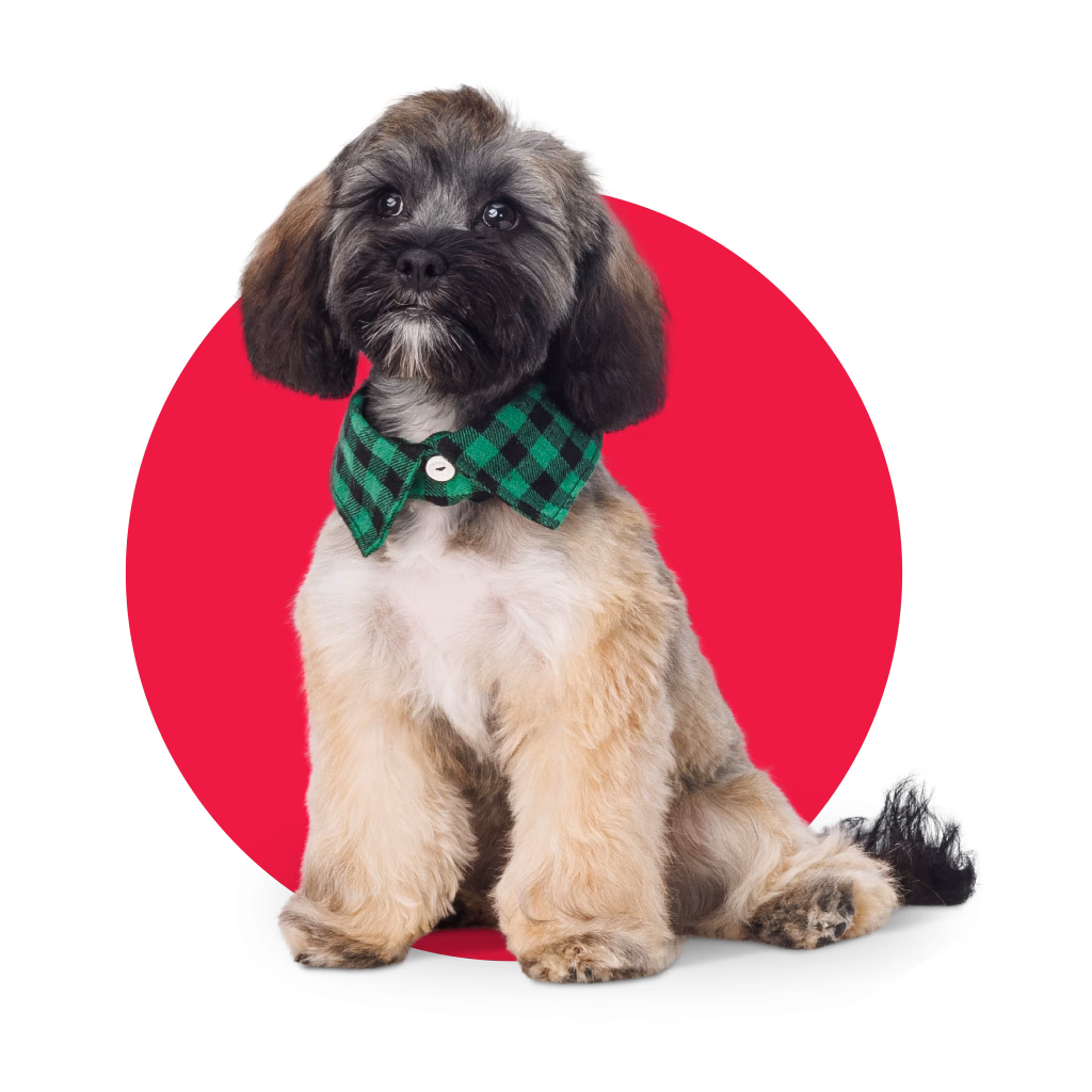 Small dog wearing bowtie