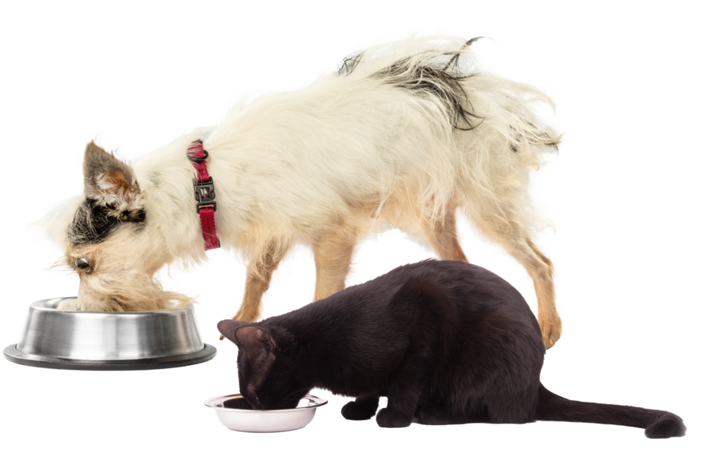 A Happy, Healthy Life for Your Pets Starts Here